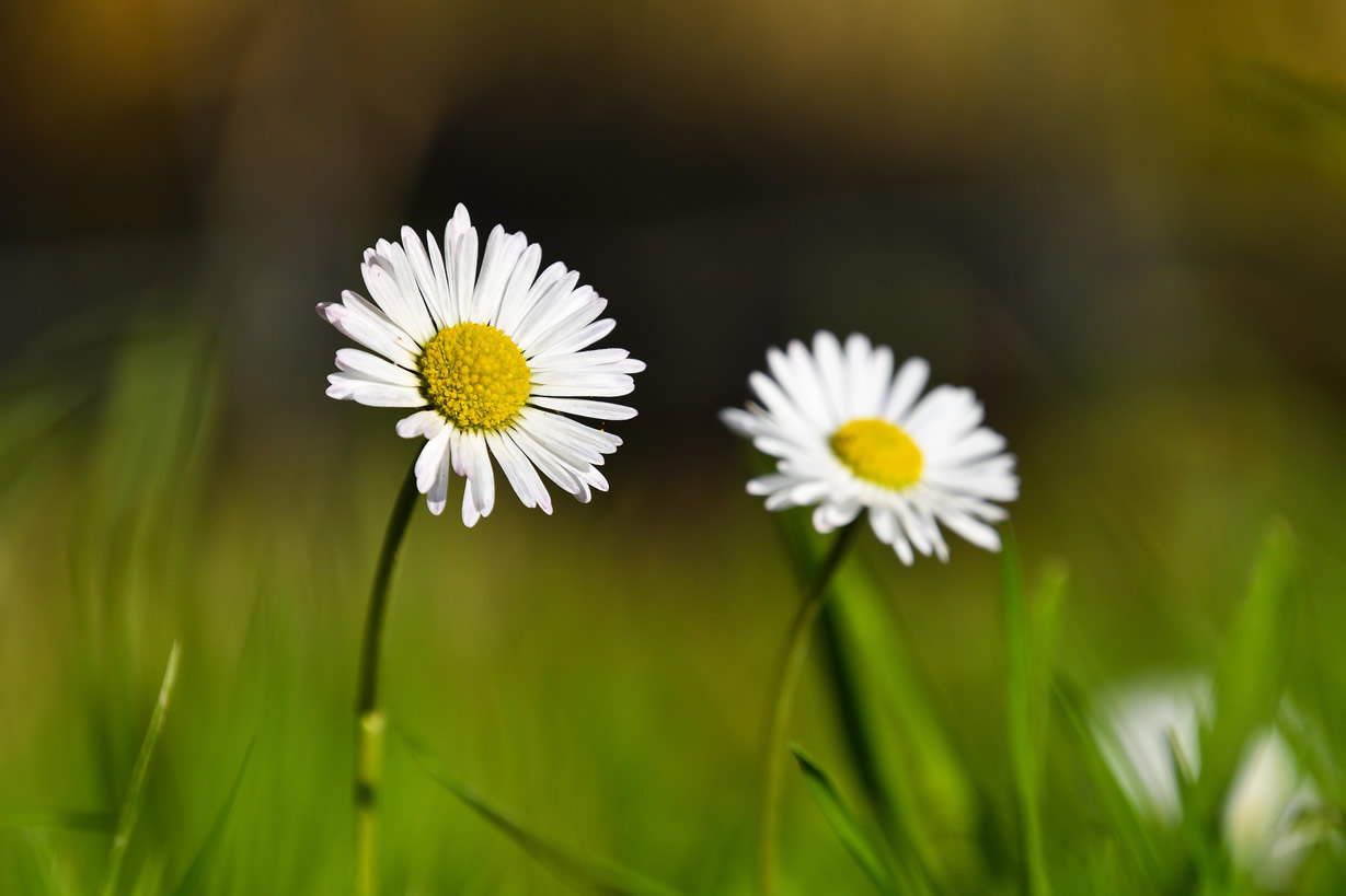 gänseblümchen_006